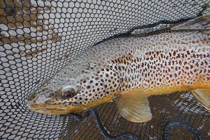 Private Lake and River Fishing Tour from Reykjavik - How this compares with a longer fishing trip