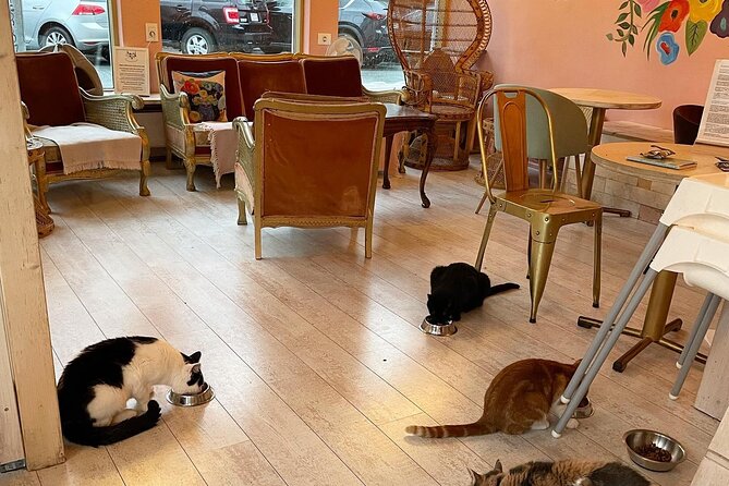 Private Reykjavik Cat Walking Tour - Kattakaffihúsið is the tour’s surest highlight