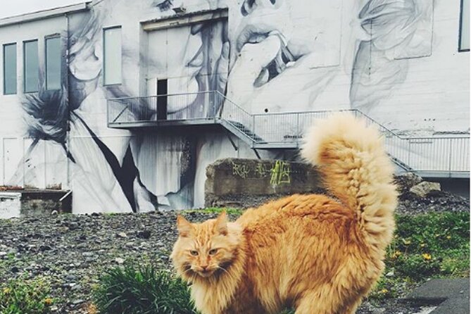 Private Reykjavik Cat Walking Tour - Timing, walking, and practical comfort