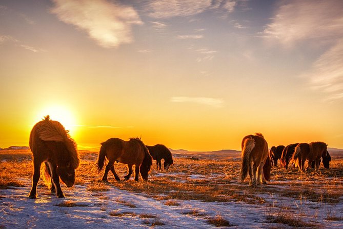 Private South Coast Tour with a Professional Photographer/Guide - Skógafoss: scale, power, and a classic Iceland view
