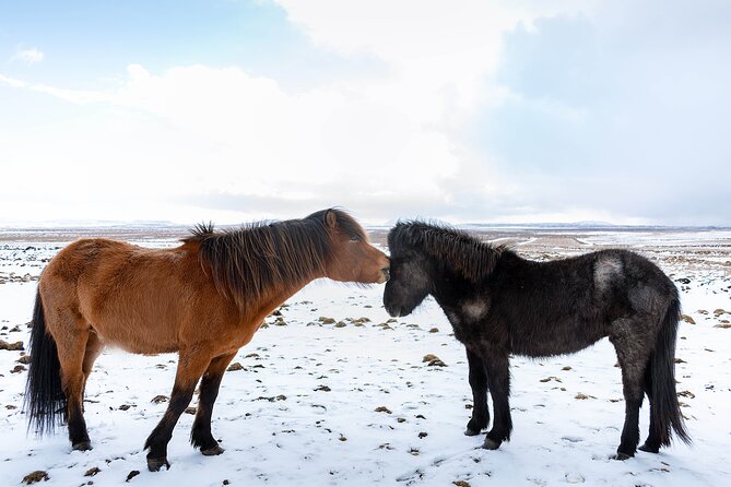 Private Tour Of The Golden Circle With Farm Visits In Iceland - Thingvellir, where Iceland’s ground tells the story