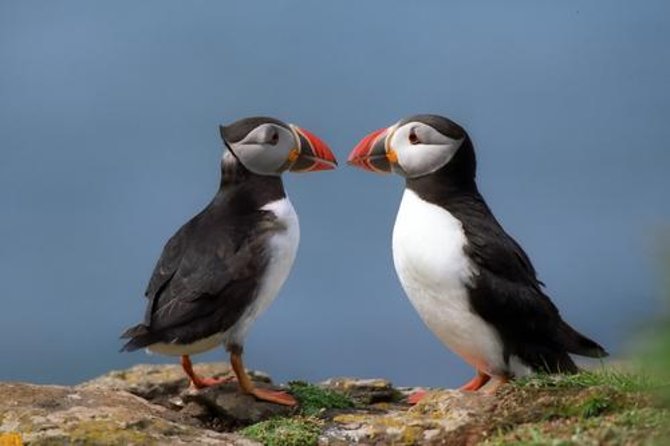 Puffin Cruise with Expert Tour Guide from Reykjavik - Key points before you book