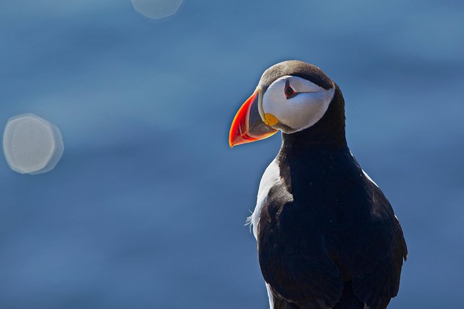 Puffin Cruise with Expert Tour Guide from Reykjavik - The guide can shape the whole experience