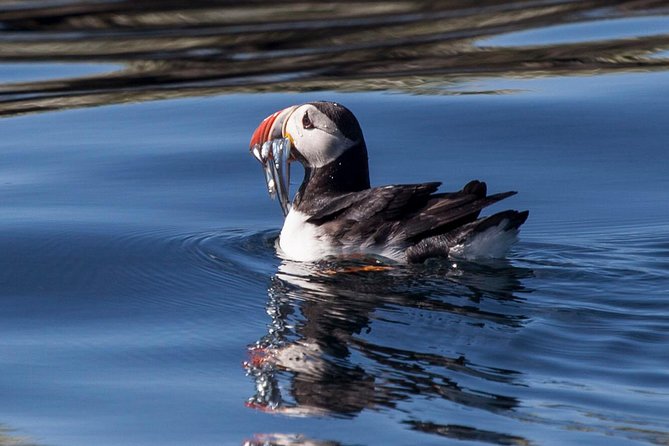 Puffin Cruise with Expert Tour Guide from Reykjavik - Crowding and photography on the boat