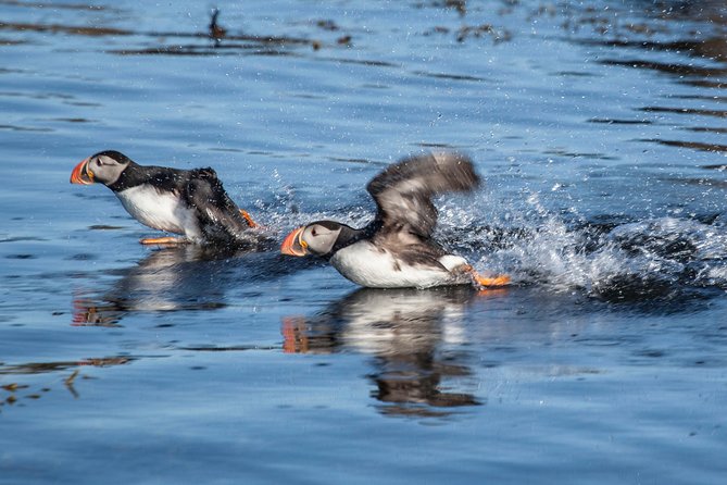 Puffin Cruise with Expert Tour Guide from Reykjavik - Weather, waves, and comfort