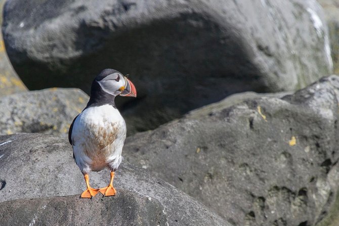 Puffin Cruise with Expert Tour Guide from Reykjavik - Is $63.96 a fair price?