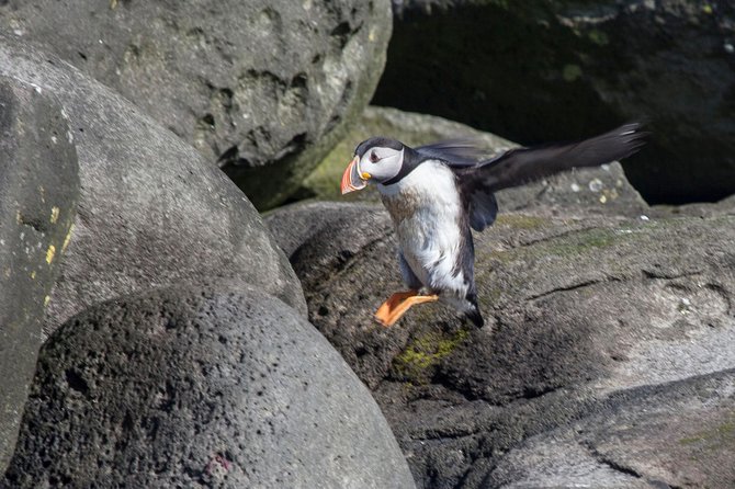 Puffin Cruise with Expert Tour Guide from Reykjavik - Who will enjoy this one-hour cruise?