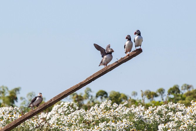 Puffin Cruise with Expert Tour Guide from Reykjavik - Timing your cruise around puffin season