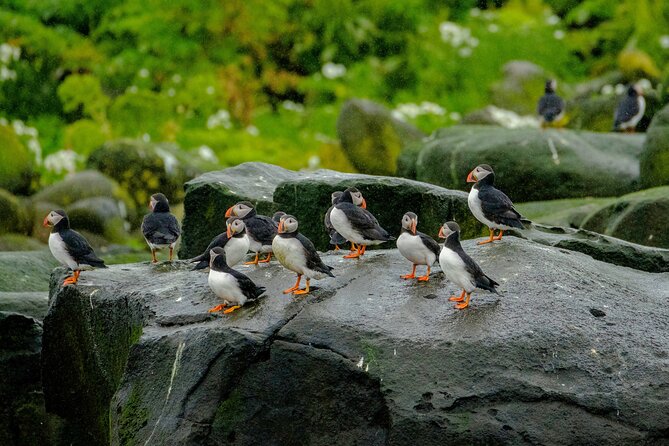 Puffin Watching Speedboat Express - Why the 12-seat RIB makes a difference