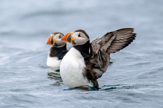 Puffin Watching Speedboat Express - What the included clothing means in practice