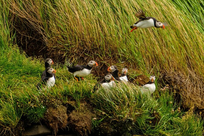 Puffin Watching Speedboat Express - One hour on the water, with a little planning around it