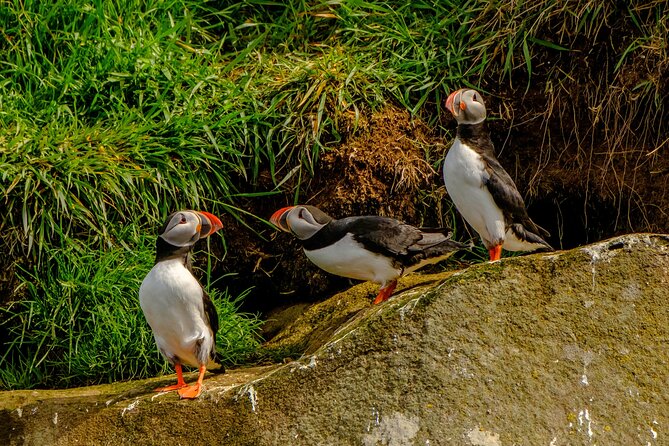 Puffin Watching Speedboat Express - Is $76 a fair price for the experience?