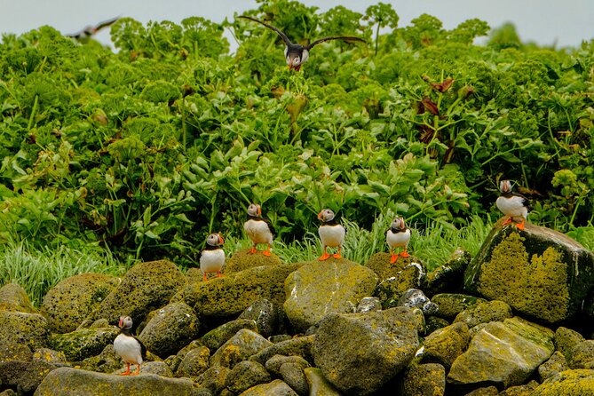 Puffin Watching Speedboat Express - Weather, cancellations, and choosing your day