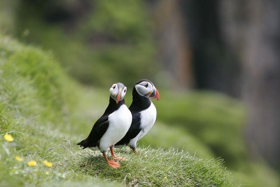 Reykjavik: 1-Hour Puffin Watching Tour - Key points to know before you sail