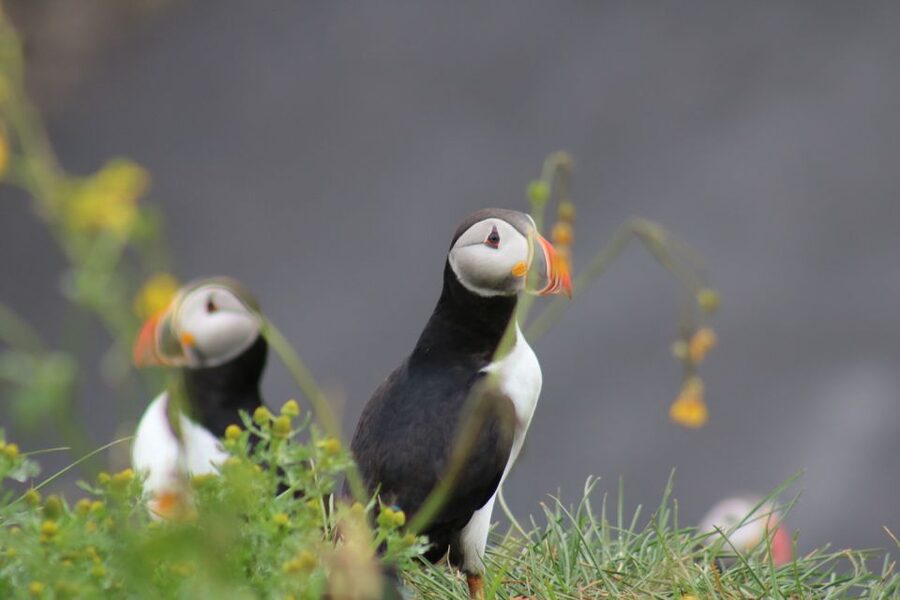Reykjavik: 1-Hour Puffin Watching Tour - Puffins from Reykjavik’s Old Harbour