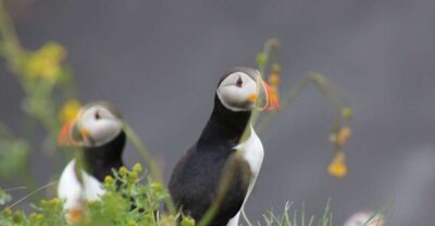 1-Hour Puffin Watching Tour