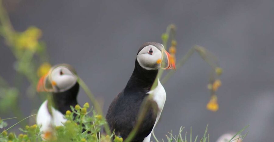 Reykjavik: 1-Hour Puffin Watching Tour - A 15-minute ride to the bird islands