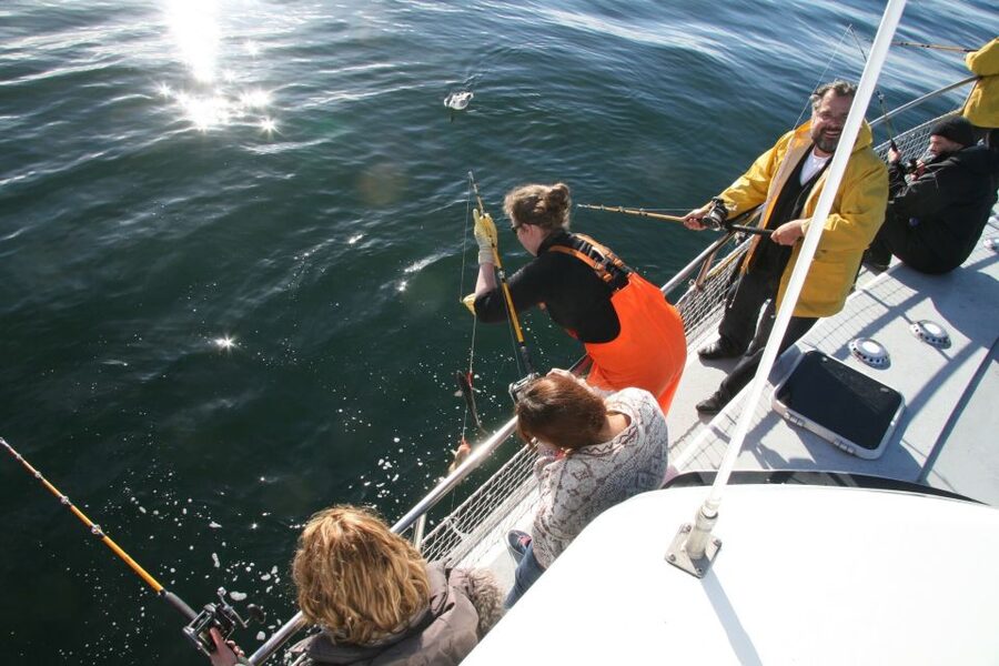 Reykjavik: 3-Hour Sea Angling Gourmet Experience Tour - Wildlife sightings are a lucky extra