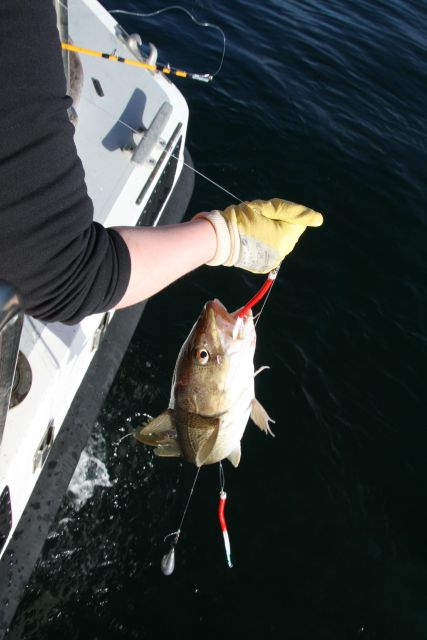 Reykjavik: 3-Hour Sea Angling Gourmet Experience Tour - Small details that make the day easier
