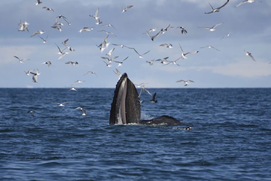 Reykjavik: ATV Ride & Whale Watching Boat Tour - The 9:00 pickup sets the pace