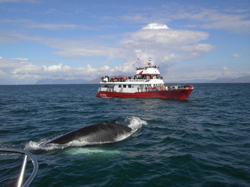 Reykjavik: ATV Ride & Whale Watching Boat Tour - The summit stop is the ATV payoff