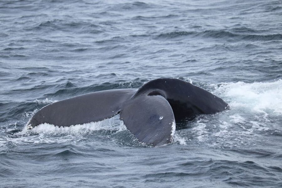 Reykjavik: Best Value Whale Watching Boat Tour - FAQ
