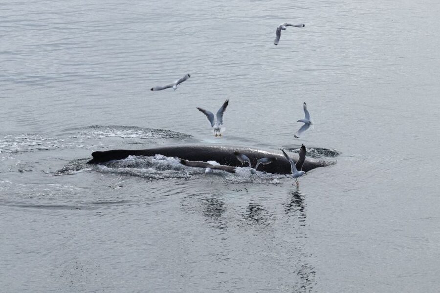 Reykjavik: Best Value Whale Watching Boat Tour - Sailing out from Reykjavik’s Old Harbour