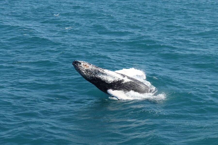 Reykjavik: Best Value Whale Watching Boat Tour - Which animals might you see?
