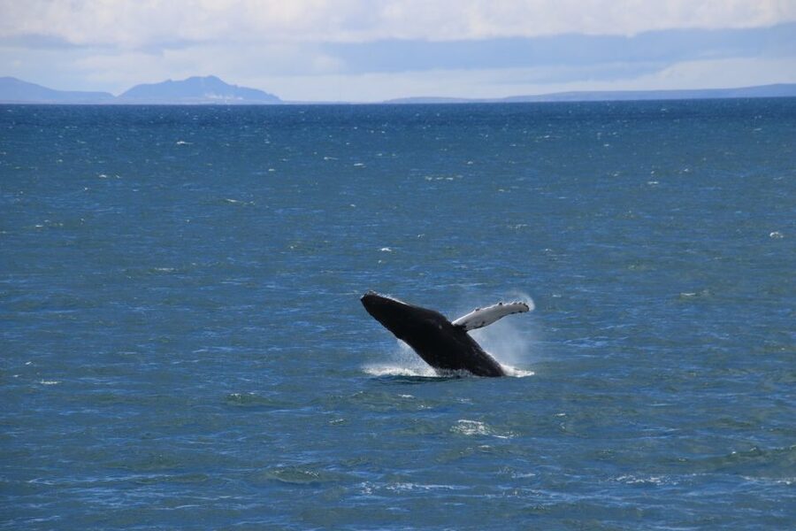 Reykjavik: Best Value Whale Watching Boat Tour - What the guide adds to the boat ride