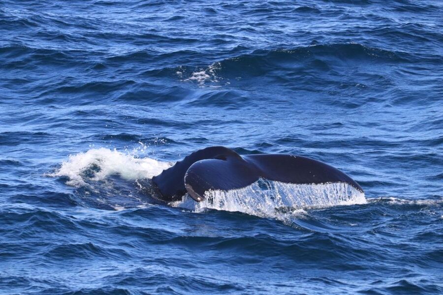 Reykjavik: Best Value Whale Watching Boat Tour - Staying warm when Iceland’s weather changes