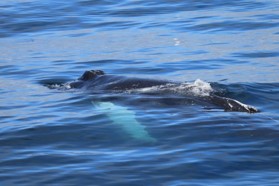Reykjavik: Best Value Whale Watching Boat Tour - How much value do you get for $103?