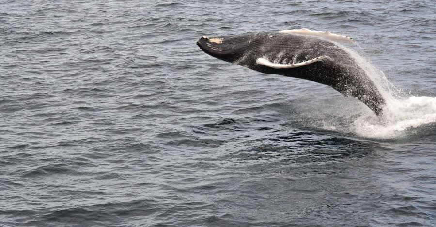 Reykjavik: Best Value Whale Watching Boat Tour - Who should book this whale watching trip?