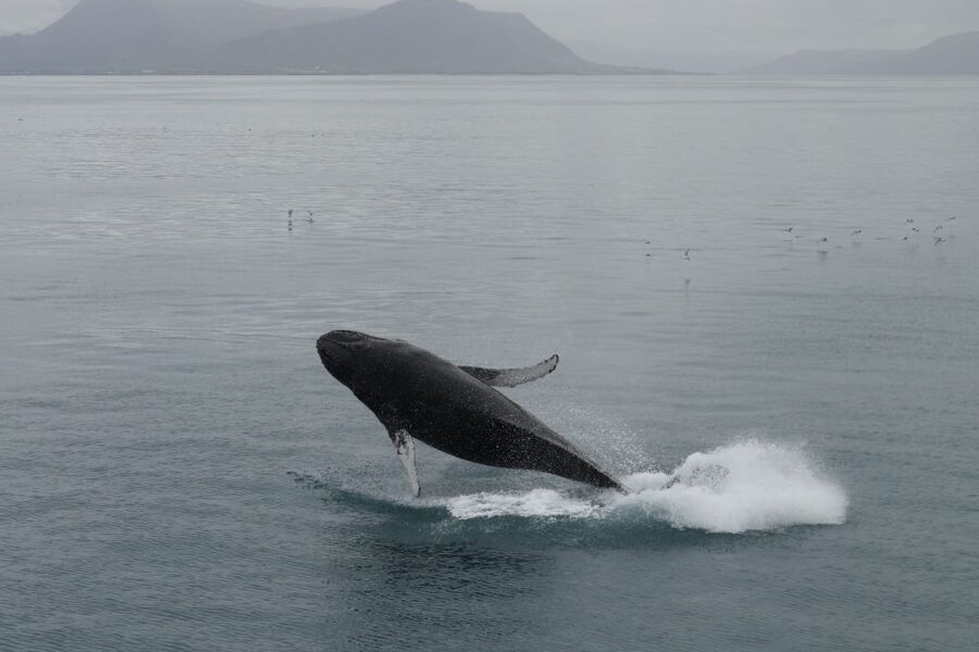 Reykjavik: Best Value Whale Watching Boat Tour - My verdict: a solid choice with honest wildlife risks