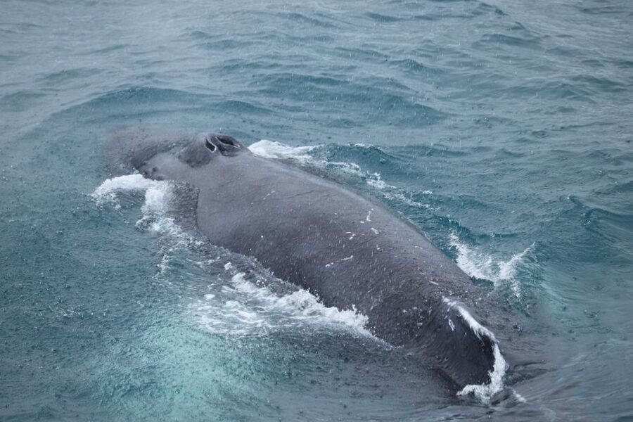 Reykjavik: Best Value Whale Watching Boat Tour - Faxaflói Bay and the search for whales