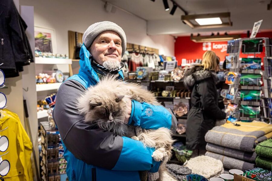 Reykjavik: Feline-Focused City Walking Tour - Gyllti kötturinn and Reykjavik’s feline celebrities