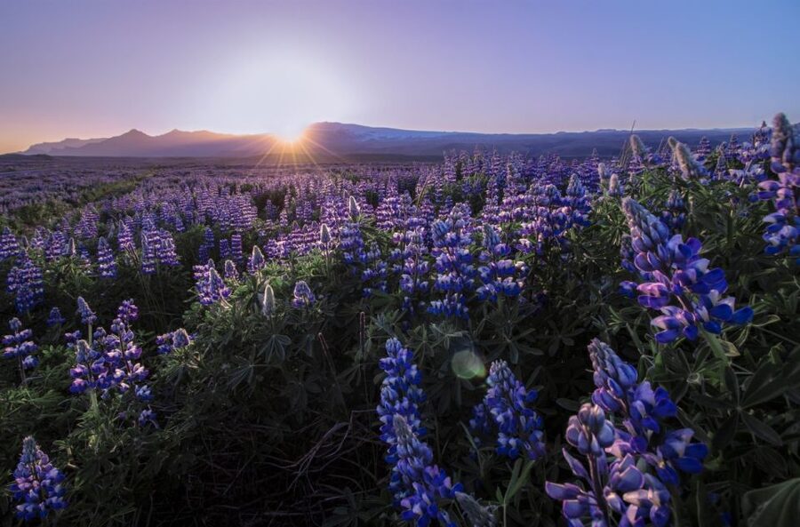 Reykjavik: Golden Circle, Tomato Farm and Kerið Crater Tour - Kerið Crater is a strong final stop