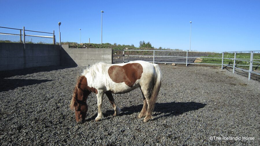 Reykjavík: Horse Riding Tours - Meeting the Icelandic horses and learning the tölt