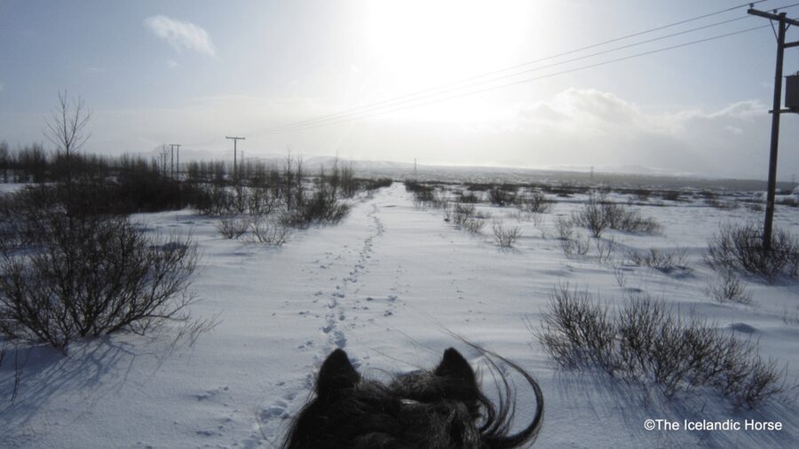 Reykjavík: Horse Riding Tours - What the guides add to the experience