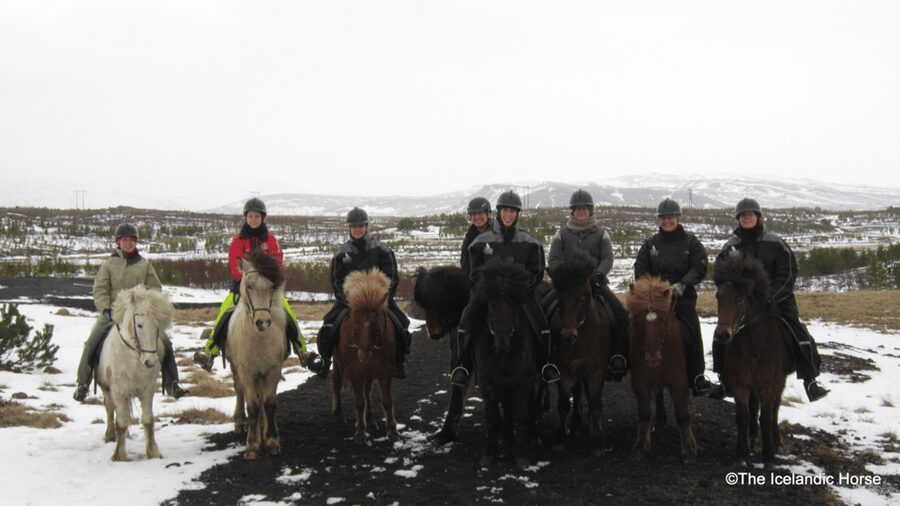 Reykjavík: Horse Riding Tours - Safety, comfort, and the honest drawbacks
