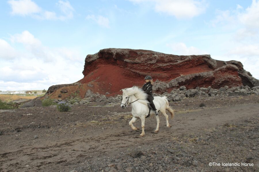 Reykjavík: Horse Riding Tours - Is the $200 price good value?