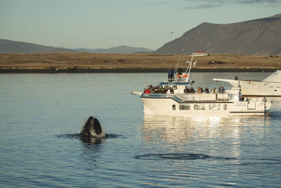 Reykjavík: Midnight Sun Whale Watching Cruise - Searching Faxaflói Bay for four common species