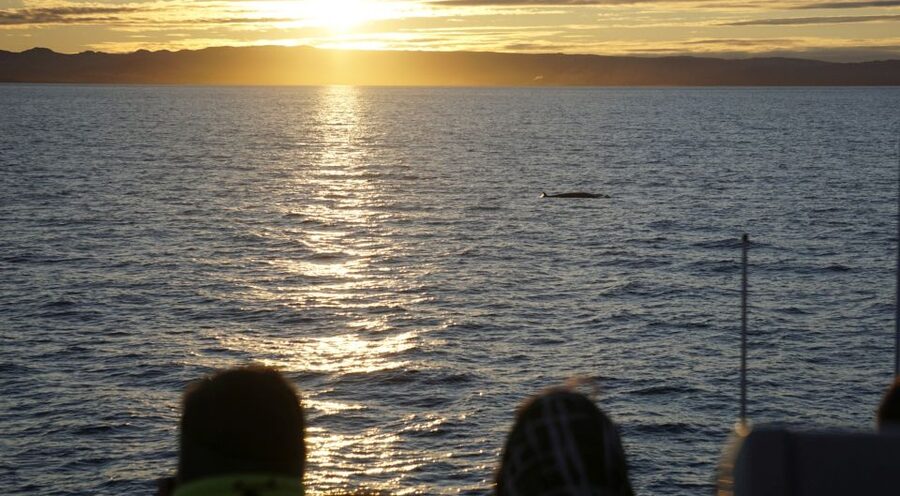Reykjavík: Midnight Sun Whale Watching Cruise - Motion, comfort, and the right expectations