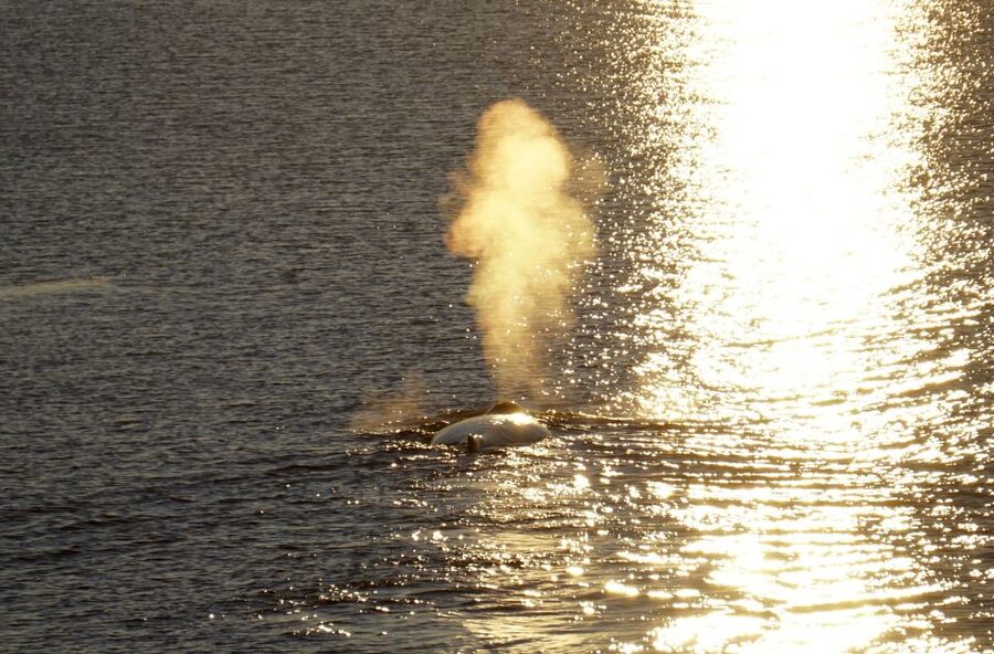 Reykjavík: Midnight Sun Whale Watching Cruise - Who will enjoy this cruise most?