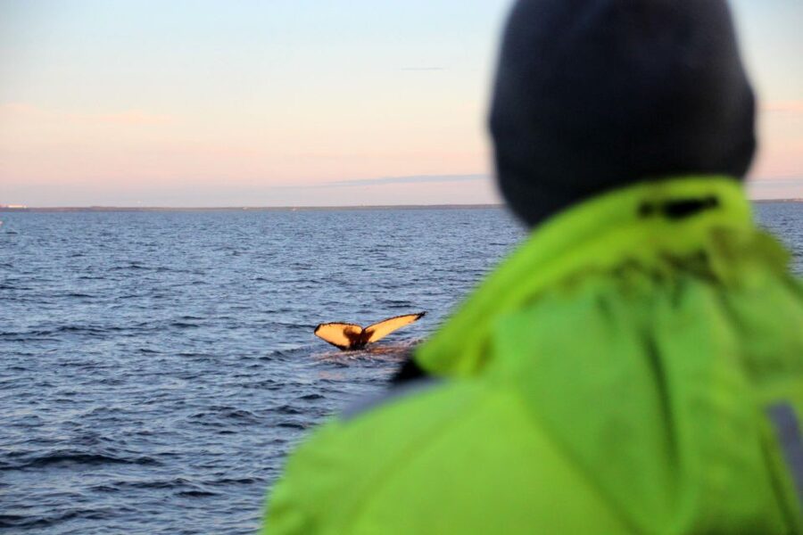 Reykjavík: Midnight Sun Whale Watching Cruise - Booking details that matter