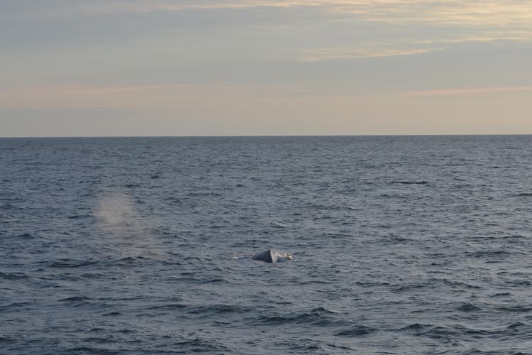 Reykjavik: Midnight Sun Whale Watching Tour - Seabirds make the wait worthwhile