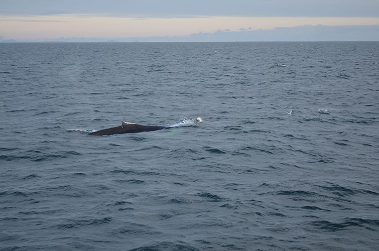 Reykjavik: Midnight Sun Whale Watching Tour - Comfort on a large boat