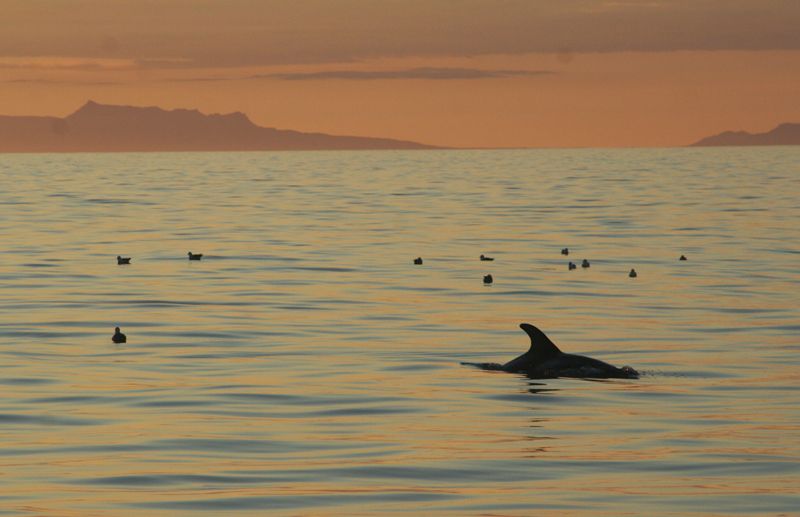 Reykjavik: Midnight Sun Whale Watching Tour - Who will enjoy this cruise most