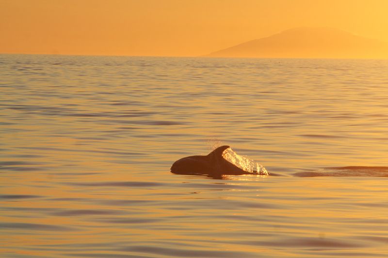 Reykjavik: Midnight Sun Whale Watching Tour - Should you book the Midnight Sun Whale Watching Tour?