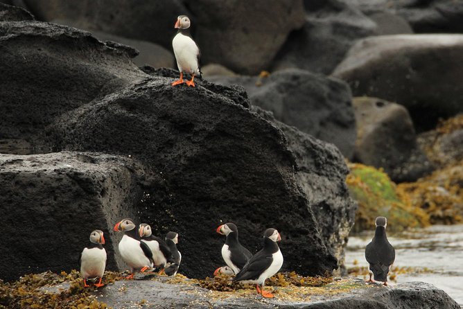 Reykjavik Premium Puffin tour | Close Up and Personal - A quick ride from Reykjavik harbor to Lundey