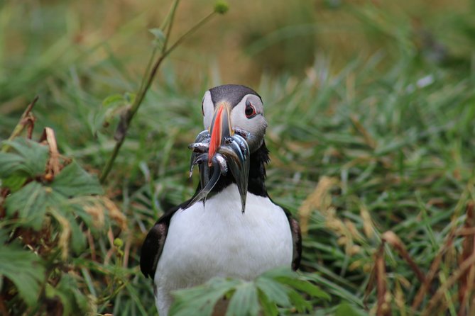 Reykjavik Premium Puffin tour | Close Up and Personal - A good value at $85